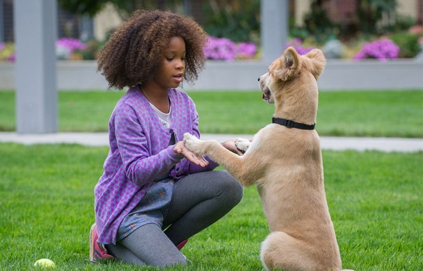 Sandy From Annie Dog Breed Sandy From Annie Dog Breed