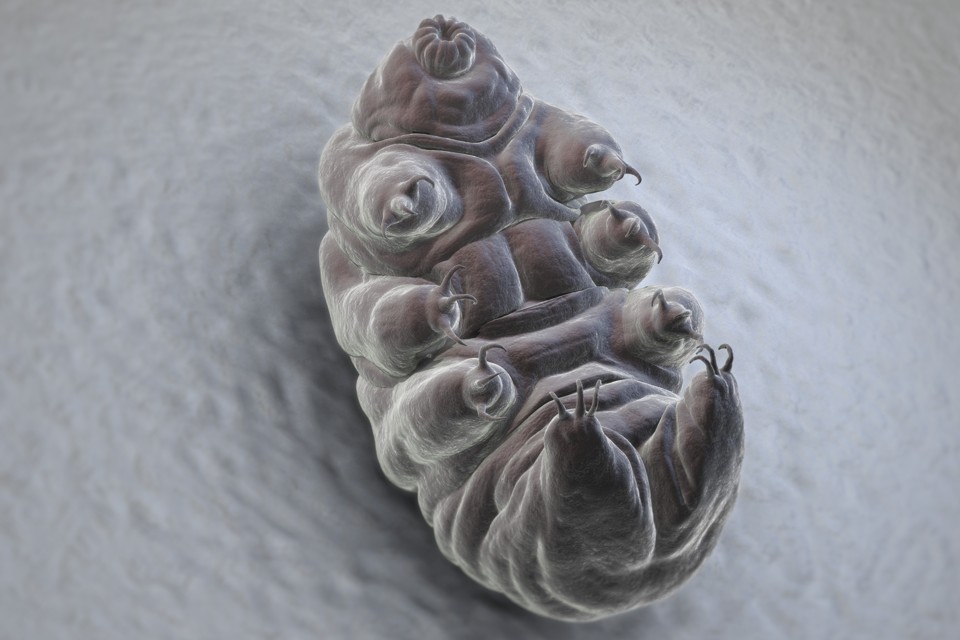 Tardigrade  extremophile with superpowers Lead_960