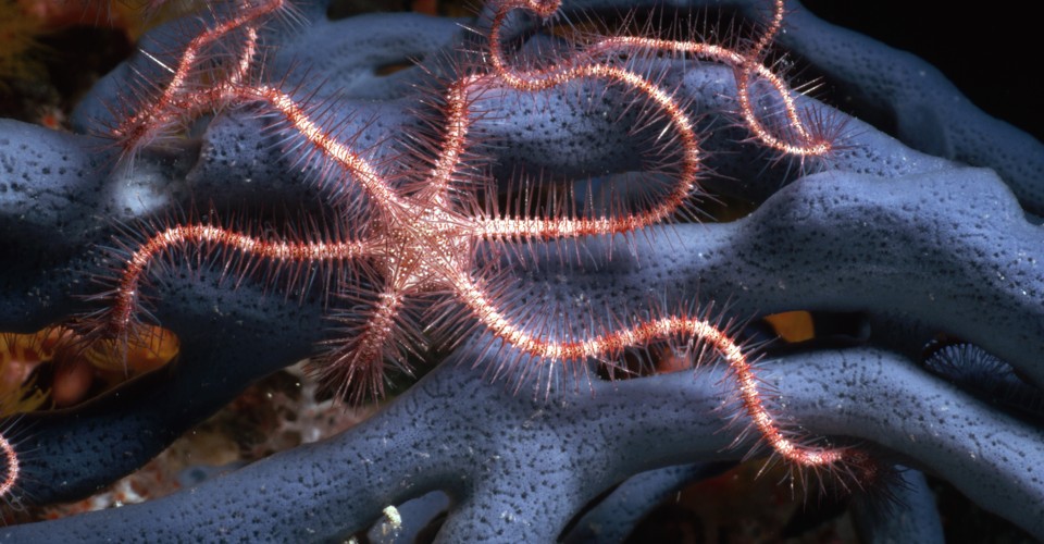 Using MicroCT Scans to Solve the Mystery of Brittle-Star Babies - The