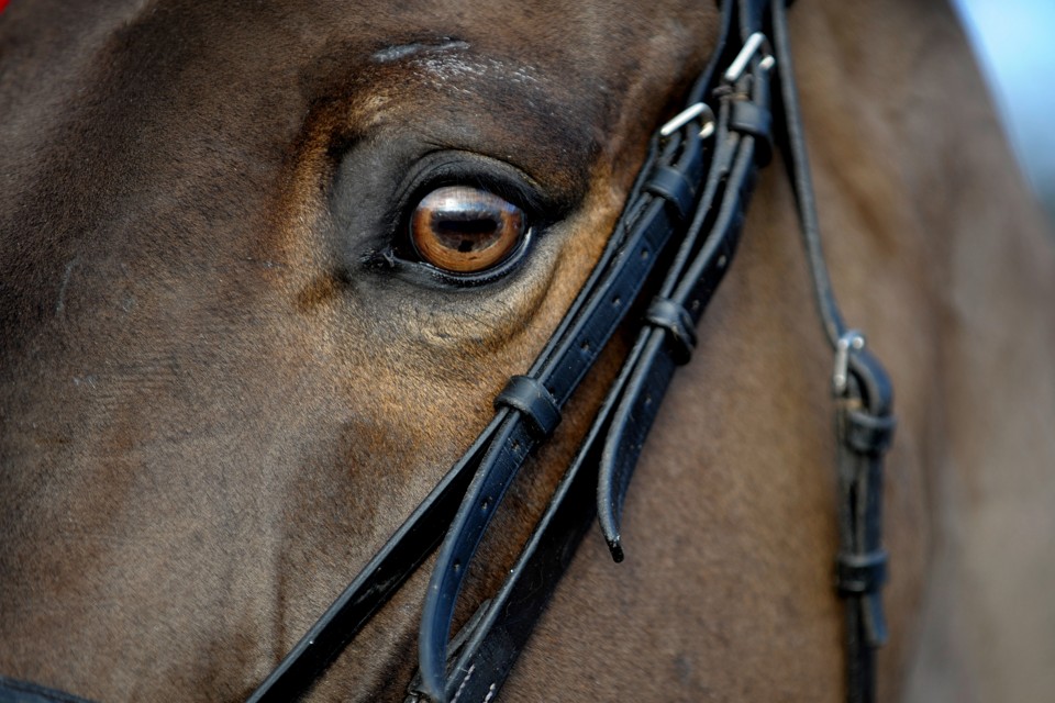 Study Domestic Horses Can Detect Negative Emotion in Human Facial