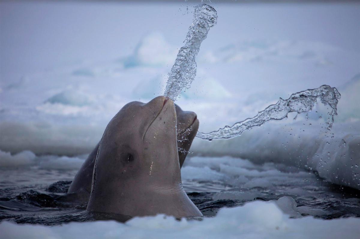 Beluga whales in the arctic having fun. Viewers' Choice winner in the Nature category