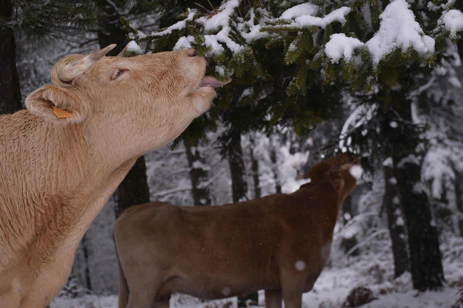 Cows eat pine needles in a snowcovered forest in the Basque mountain