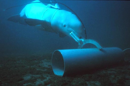 Beluga marking a training target.