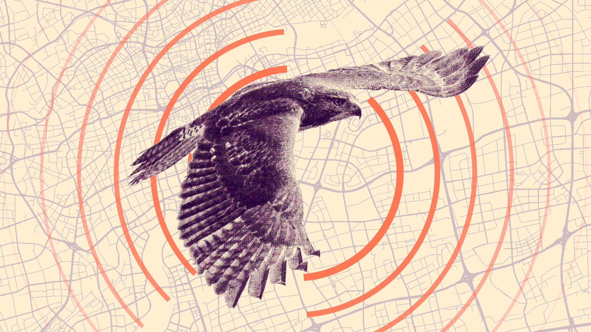 a hawk flies over a map