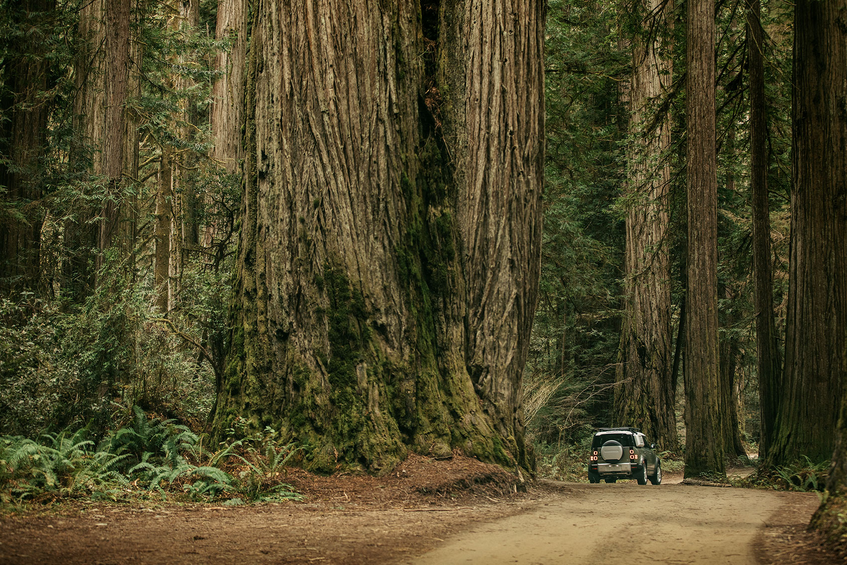 The new 2020 Land Rover Defender 110 amongst the giant redwoods