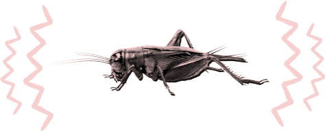 Cricket