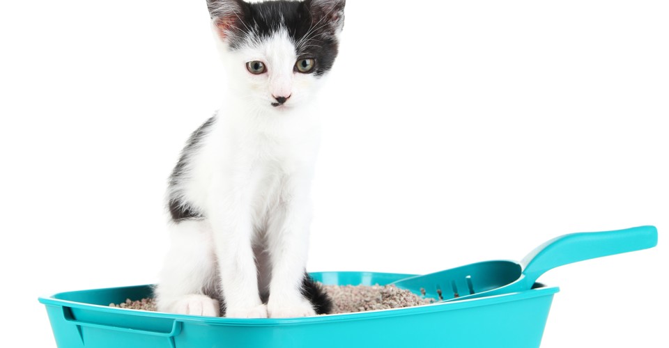 Problem Our Tenant Is Making Our House Smell Like Cat Urine The Atlantic