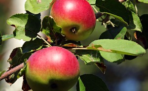 wild apples henry david thoreau
