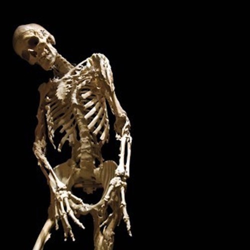 Image result for skeleton