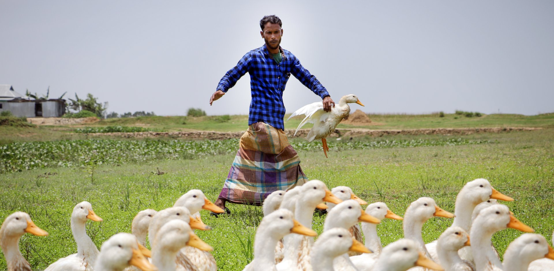 Bangladesh Farmers Are Raising Ducks to Adapt to Climate ...