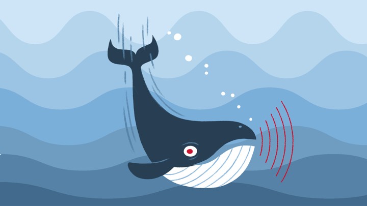 Illustration of whale