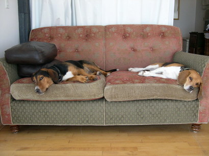 Dogcouch