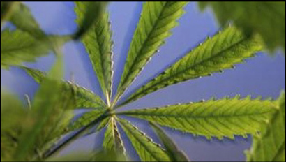 Weeed1_2