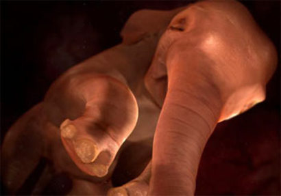 Elephantembryo