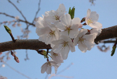 Blossom1