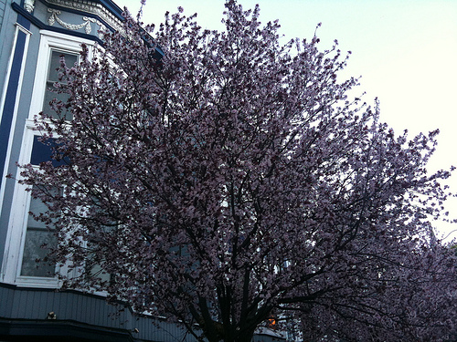 Shotwell Street Cherry Blossoms in February 