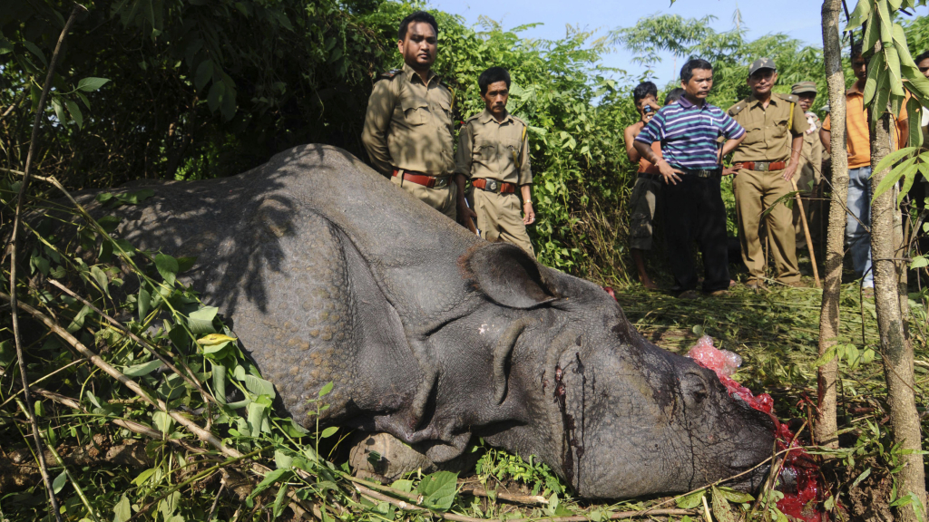 Forest officials stand near a rare one-horn rhinoceros which was killed and dehorned by poachers at Karbi hills, near Kaziranga National Park, in the northeastern Indian state of Assam, Thursday, Sept. 27, 2012. Poachers shot two rhinoceroses each on Wednesday and Thursday, two of them fatally, on the fringe of the Kaziranga National Park, taking advantage of heavy rains which have caused flooding across Assam state in recent days. (AP Photo