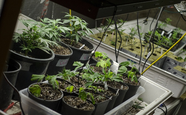 In Colorado, Results of Legalization are Still Hazy