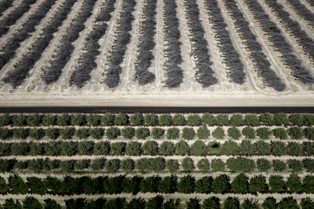 In Photos The Almond's Awful Secret The Atlantic