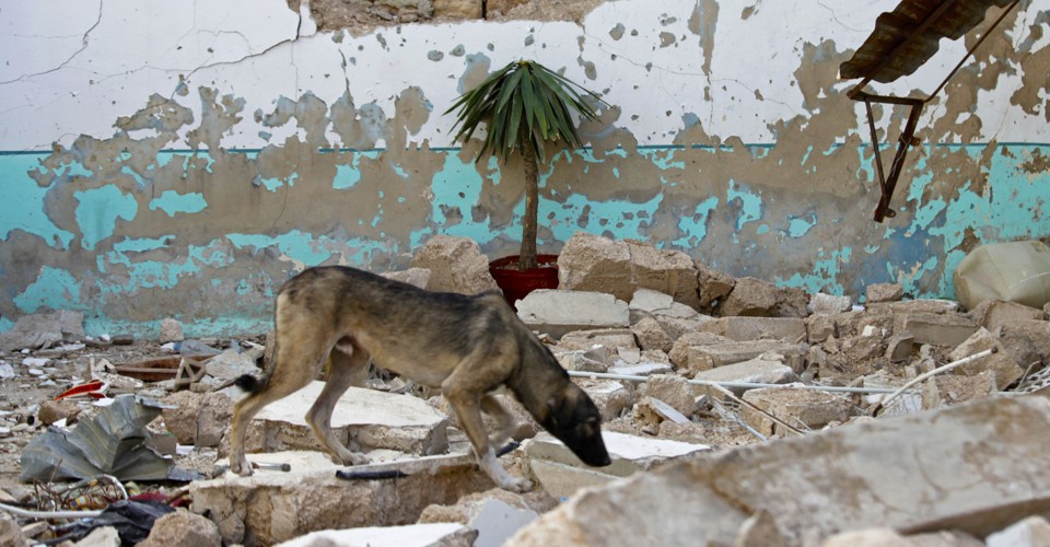 Syria's Religious Leaders Authorize Eating Cats and Dogs 