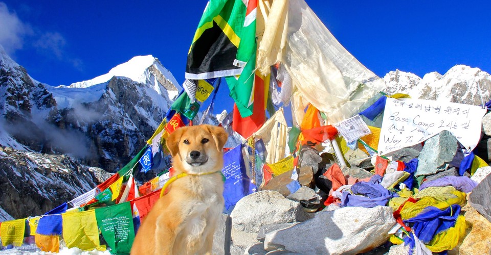 This Dog Did Not Climb Mount Everest - The Atlantic