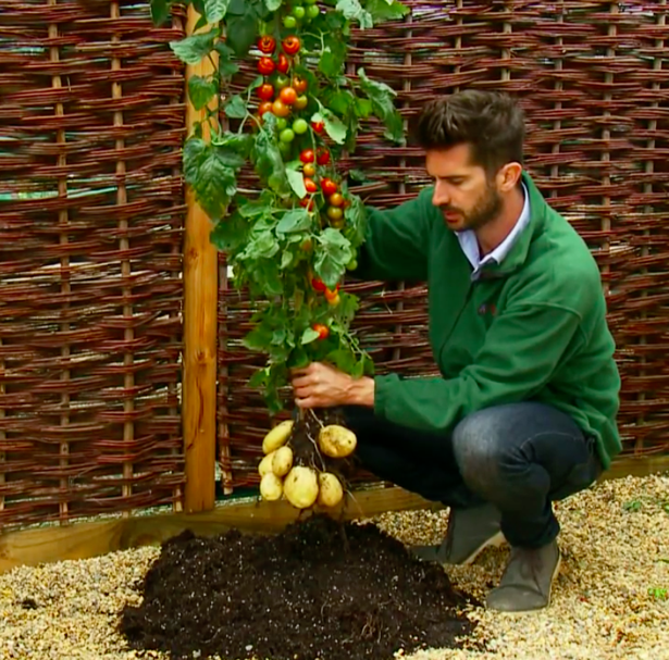 New at the Nursery Tomato + Potato = TomTato The Atlantic
