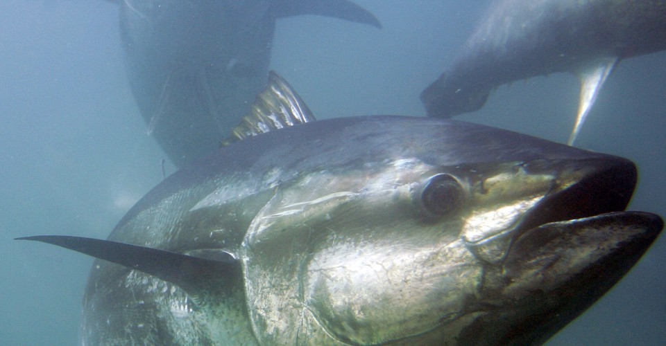 A Short Note On The Atlantic Bluefin