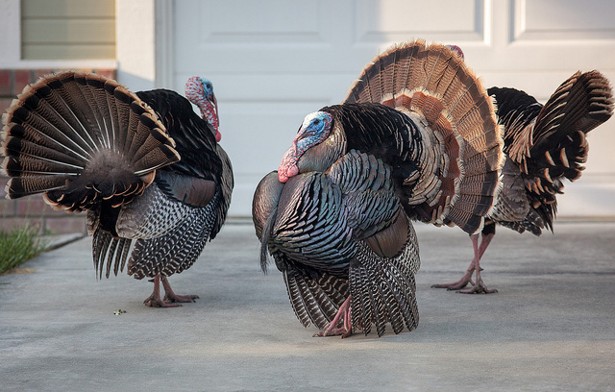 How Turkeys Got Supersized - The Atlantic