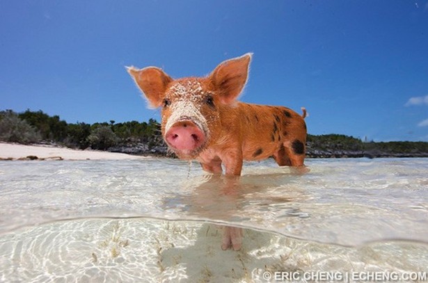 A Bay of Actual Pigs - The Atlantic