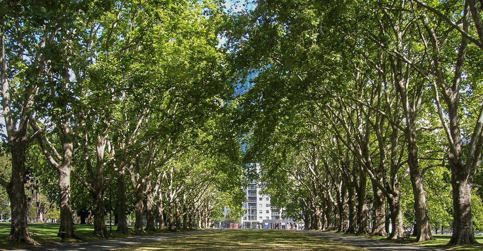 People Are Writing Thousands of Emails to Trees