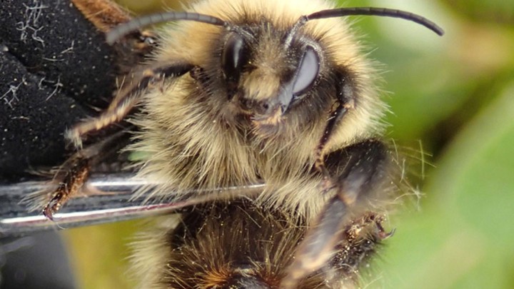 How Climate Change Shrank the Tongues of Long-Tongued Bumblebees - The ...