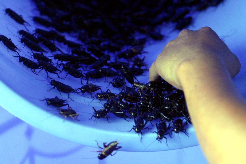 The Companies Farming Crickets for Human Consumption The Atlantic