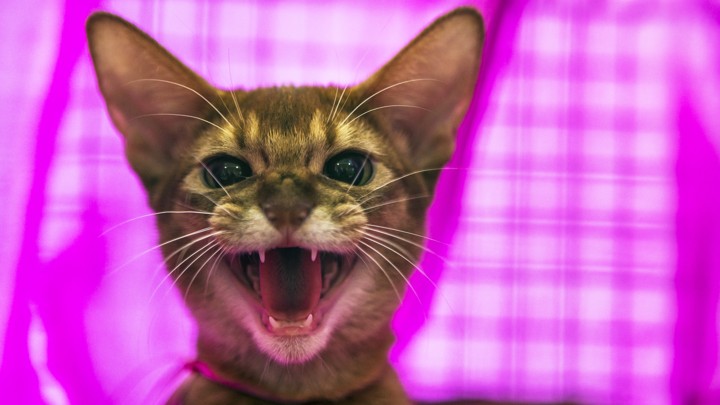 Color Changing Radiation Detectors and Other Mutant Cats 