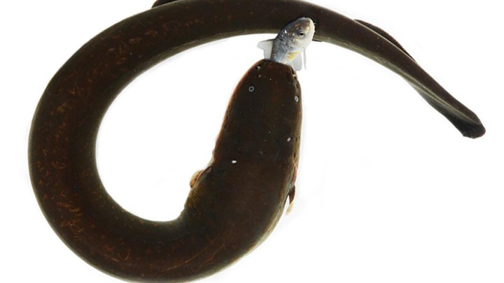 How Electric Eels Deliver Twice the Shock for No Extra Effort - The