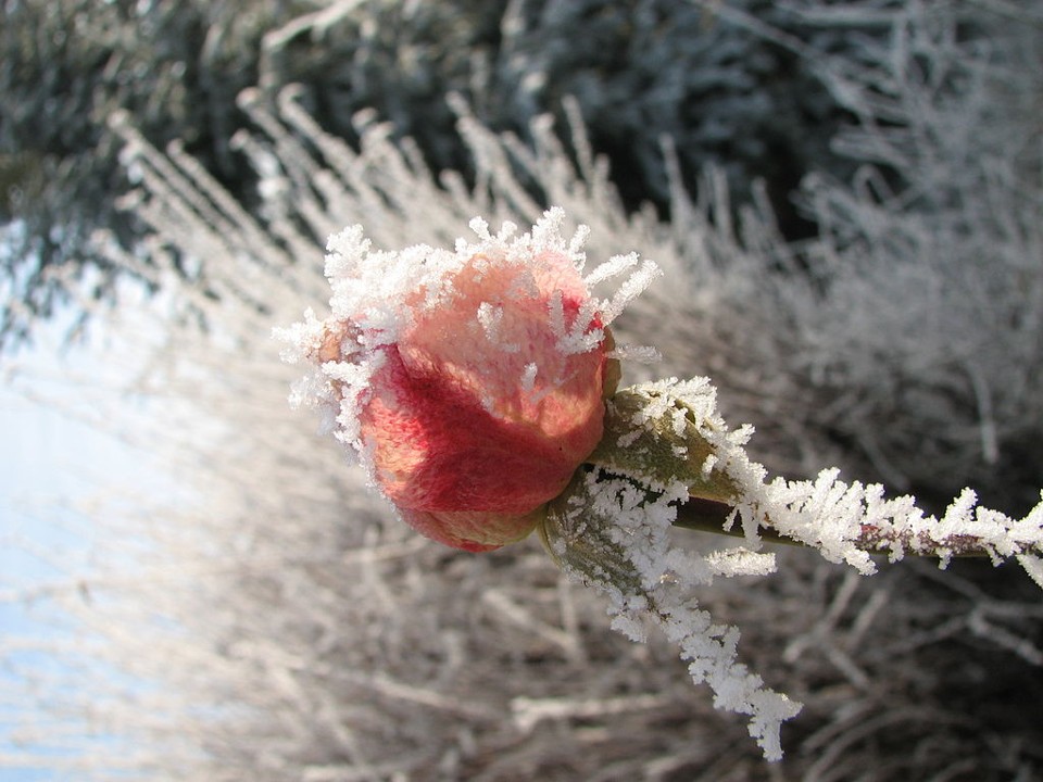 'Lo, How a Rose E'er Blooming' Is a Musician's Christmas Carol The