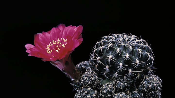 Busting Cactus Smugglers In The American West The Atlantic - a flowering sulcorebutia polymorphapaul starosta corbis