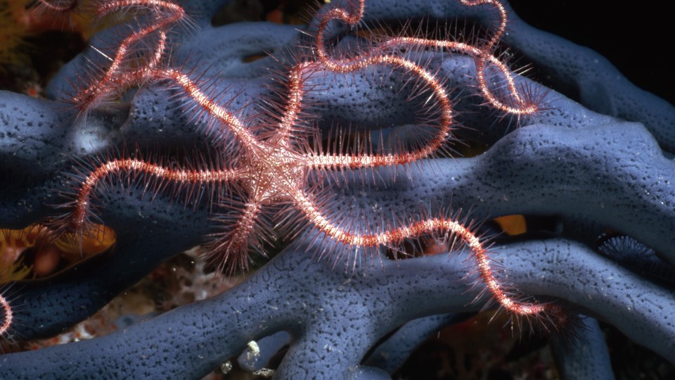 Using MicroCT Scans to Solve the Mystery of BrittleStar Babies The