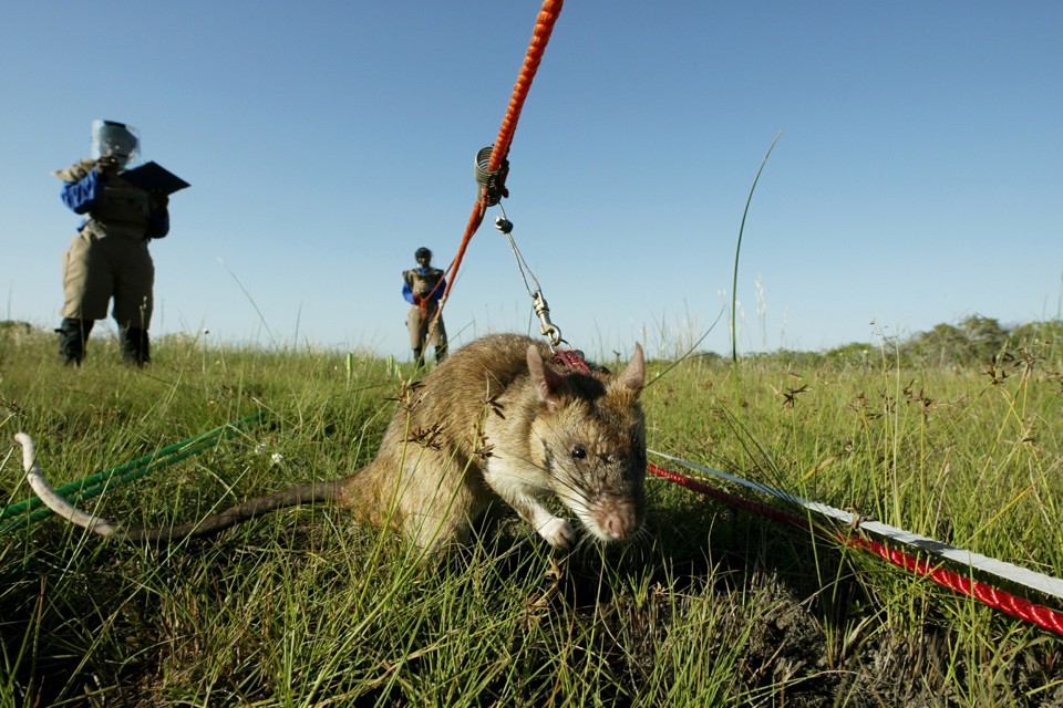 The Dogs and Rats Trained to Smell Cancer The Atlantic
