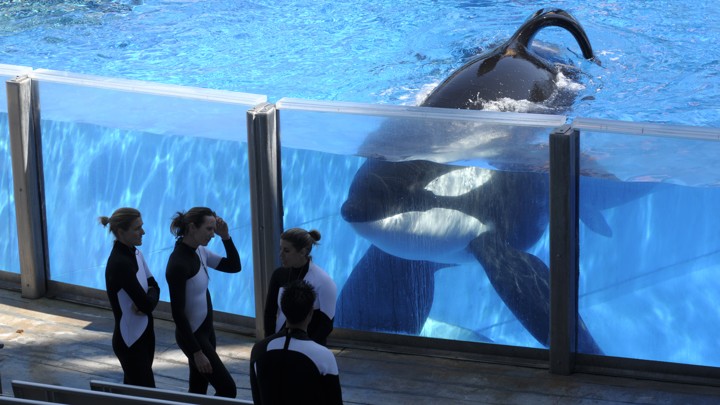 No More Orca Breeding At Seaworld The Atlantic - 