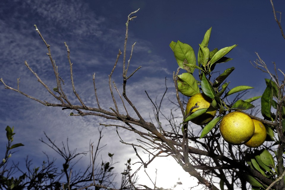 The Secret History of Citrus The Atlantic