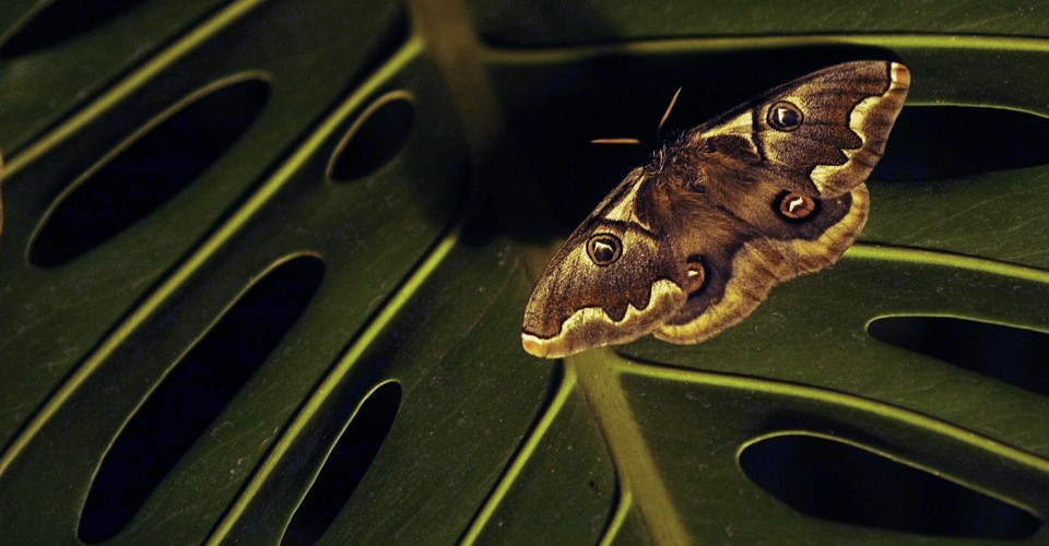 Why Some Moths Are Evolving to Avoid Light The Atlantic