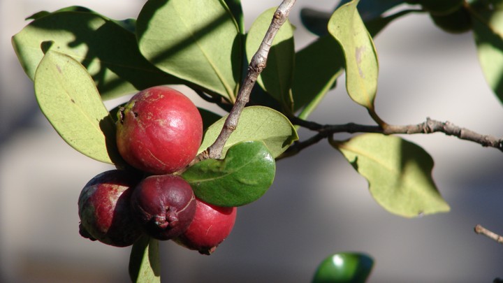 When Invasive Species Become Local Cuisine - The Atlantic