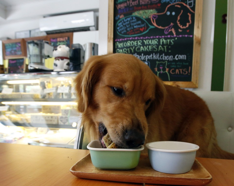 restaurant for dogs for dogs the atlantic restaurant for dogs for dogs the atlantic