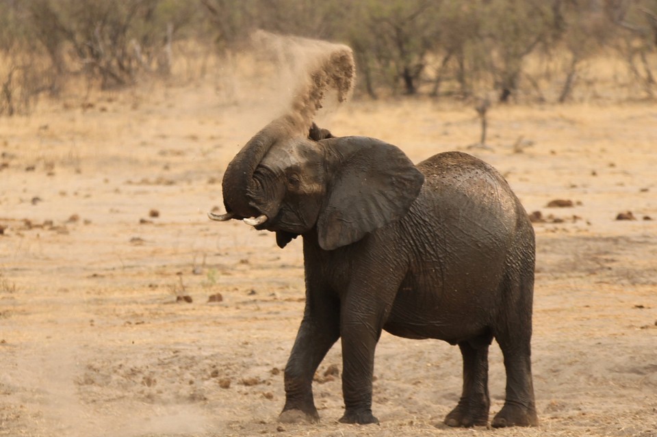 Elephants Hate Drones - The Atlantic