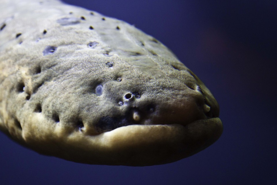 The Stunning Case of Leaping Electric Eels - The Atlantic