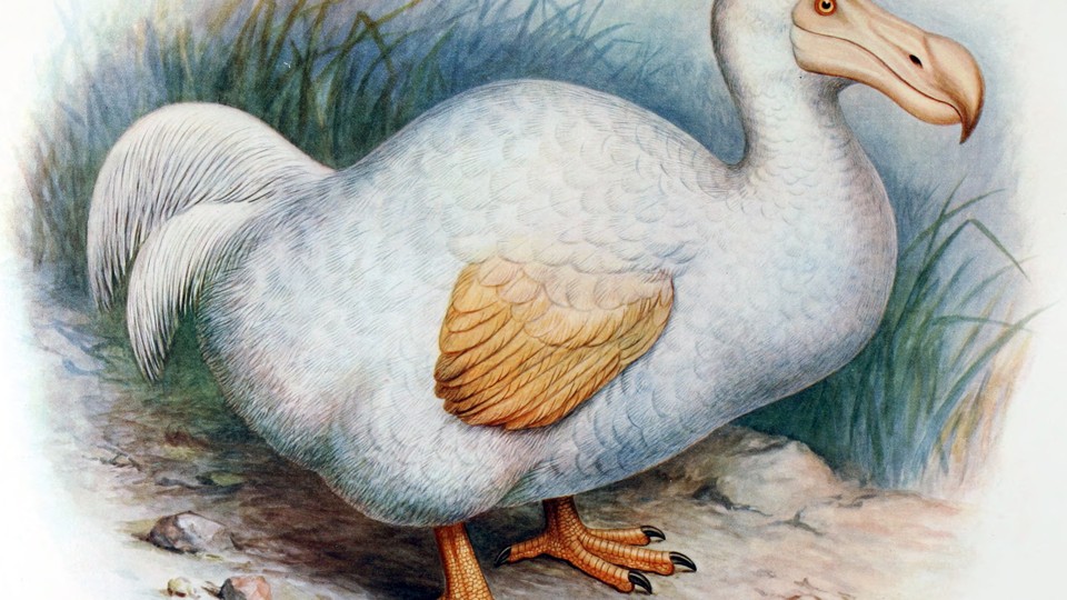 extinct animals caught camera dodo bird found alive 2018