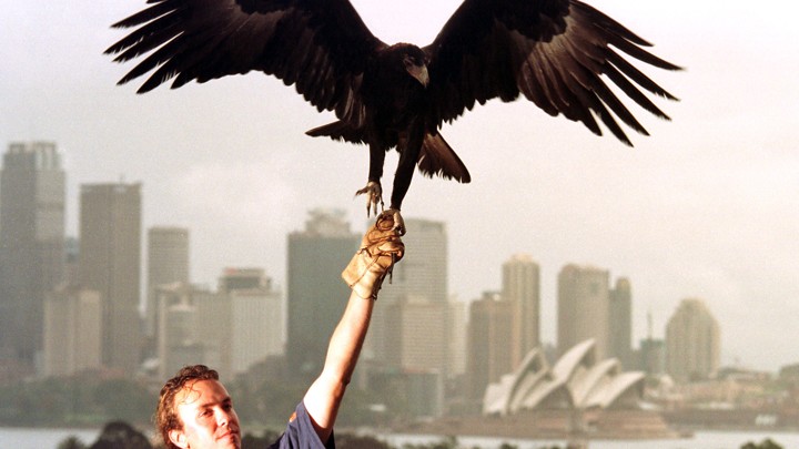 An Eagle Tried To Carry Off A Child During A Wildlife Show