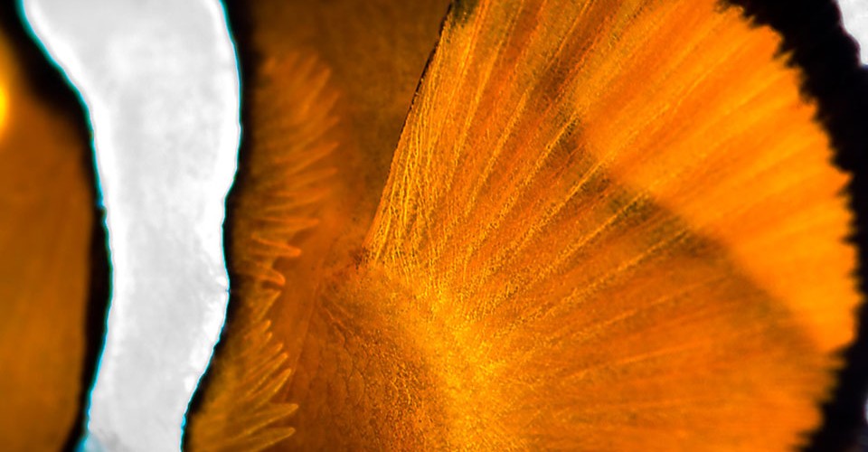 How Fins Evolved Into Hands and Feet The Atlantic