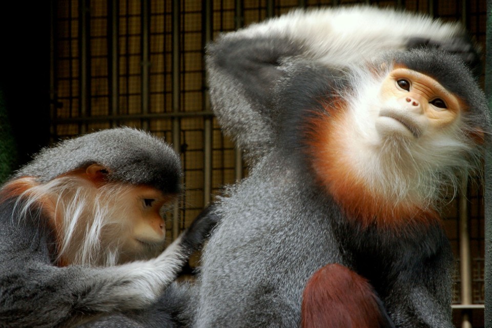 Captivity Makes Monkey Microbiomes More Human-Like - The ...