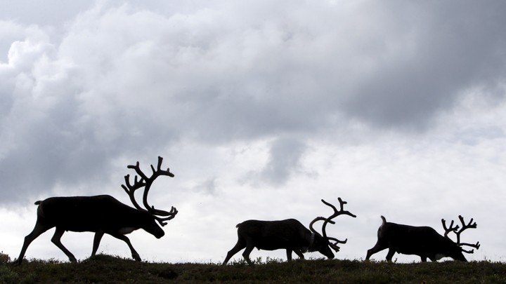 Reindeer gather at a camping ground, some 200 km (124 miles) northeast of Naryan-Mar, the administrative centre of Nenets Autonomous Area, far northern Russia, August 2, 2015..